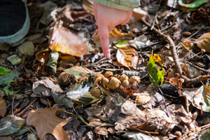 Kinderfinger zeigt auf Pilze am Boden